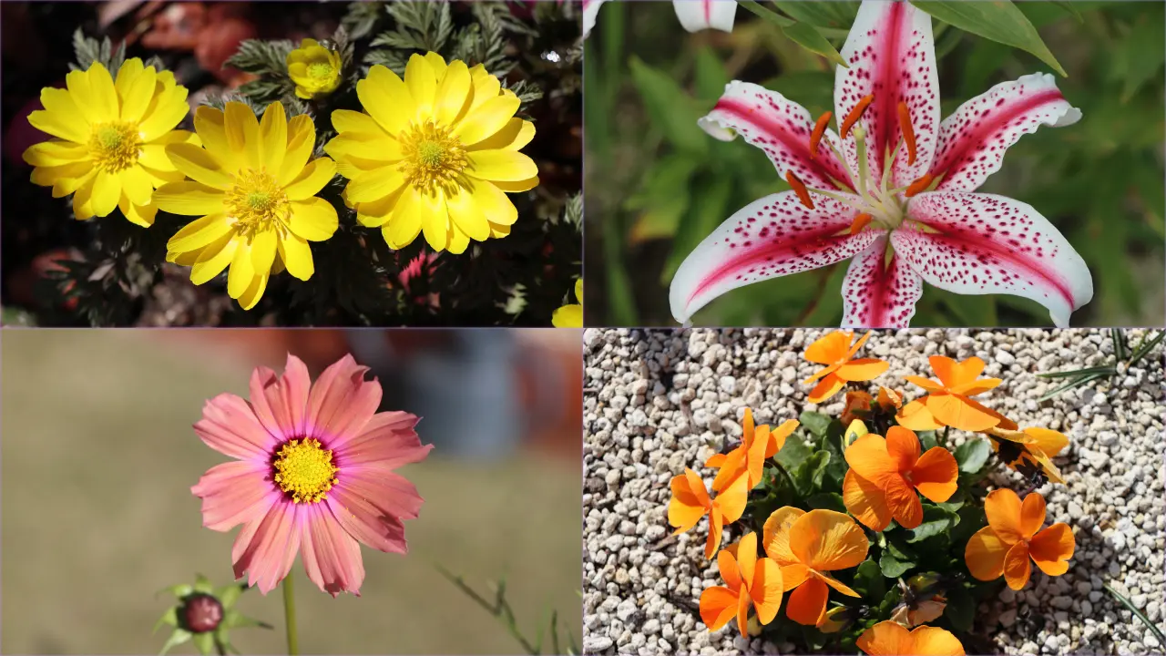 四季の花